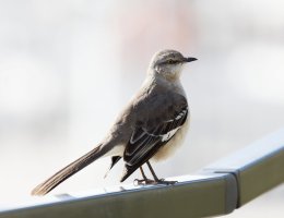 3Q7A5727-DxO_mockingbird_small.jpg