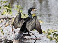 double-crested-cormorant_3Q7A3286-DxO_drying_wings.jpg
