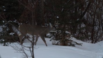 Male white-tail deer_39029.JPG