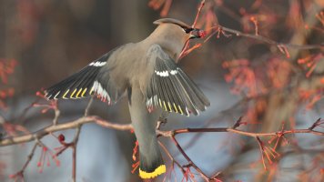 B waxwing_s_38623.JPG
