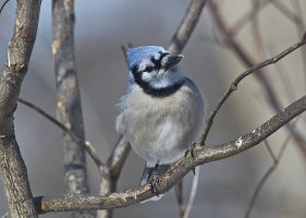 Bluejay7331web.jpg