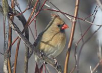 FemCardinal7357web.jpg