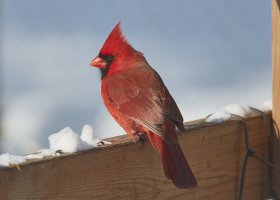Cardinal7351web.jpg