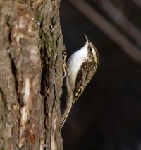 Tree creeper..jpg