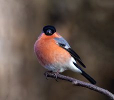 Bullfinch ....jpg