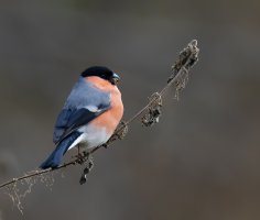 KDY Bullfinch..jpg