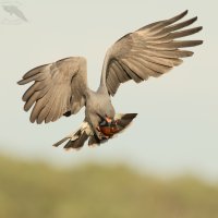 snail kite male cradle snail in air 1600cr.jpg