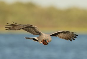 Snail kite male eating snail flying 1600cr.jpg