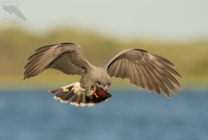 Snail kite male eating snail flying II richer 1600cr.jpg