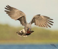 Snail kite male eating snail flying III 1600cr.jpg