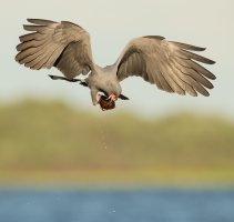 Snail kite male eating snail flying IV 1600cr.jpg