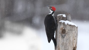 Pileated_F_39423.JPG