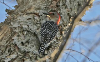 picasabackground-008 - Copy.jpg