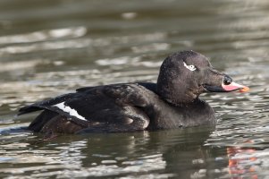 White-winged Scoter (male-winter) 100.jpg
