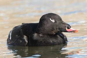 White-winged Scoter (male-winter) 104.jpg