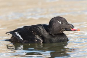 White-winged Scoter (male-winter) 105.jpg