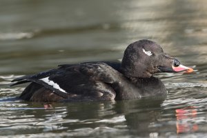 White-winged Scoter (male-winter) 107.jpg