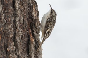 Brown Creeper (winter) 100.jpg