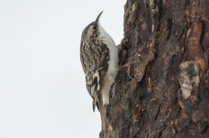 Brown Creeper (winter) 101.jpg