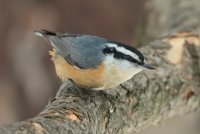 Red-breasted Nuthatch (male-winter) 100.jpg
