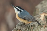 Red-breasted Nuthatch (male-winter) 101.jpg
