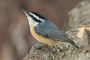 Red-breasted Nuthatch (male-winter) 101.jpg
