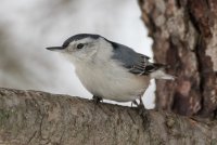 White-breasted Nuthatch 116.jpg