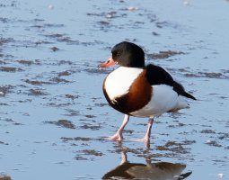 3Q7A6200-DxO_shelduck_duck.jpg