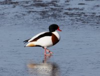 3Q7A6138-DxO_shelduck_drake.jpg