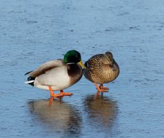 3Q7A6066-DxO_cold_mallards_CR.jpg