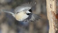 Chickadee landing_24164.JPG