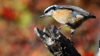Red-breasted Nuthatch_29982.JPG