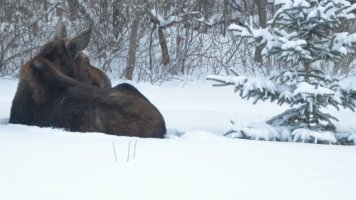 Moose_39508.JPG