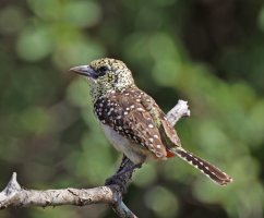 2B4A6417-DxO_usambiro_barbet.jpg
