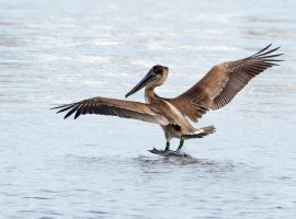 3Q7A2709-DxO_brown_pelican_landing.jpg 3Q7A2709-DxO_brown_pelican_landing.jpg