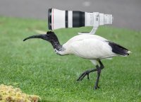 Ibis_with_ibis.jpg