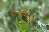 Crocothemis servilia - Scarlet skimmer 6 female.jpg