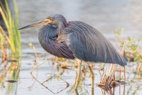 Tricolored Heron 105.jpg