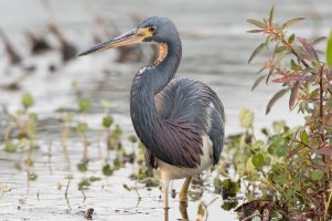 Tricolored Heron 106.jpg