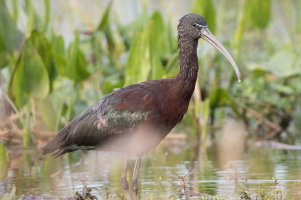 Glossy Ibis (adult-nonbreeding) 112.jpg