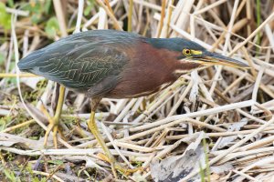 Green Heron (breeding adult) 105.jpg