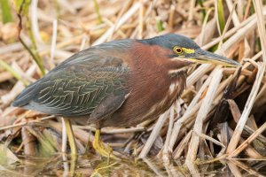 Green Heron (breeding adult) 109.jpg
