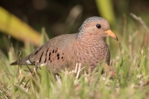 Common Ground Dove 103.jpg