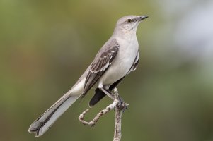 Northern Mockingbird 103.jpg