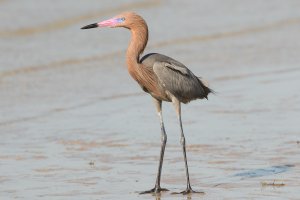 Reddish Egret 108.jpg