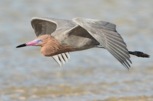 Reddish Egret 110.jpg