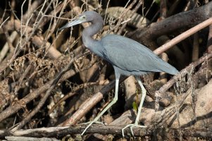 Little Blue Heron (adult) 105.jpg