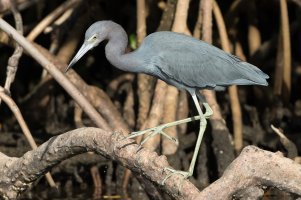 Little Blue Heron (adult) 107.jpg