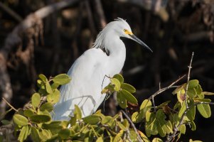 Snowy Egret 110.jpg