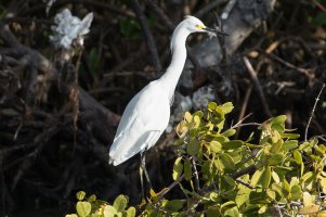 Snowy Egret 109.jpg